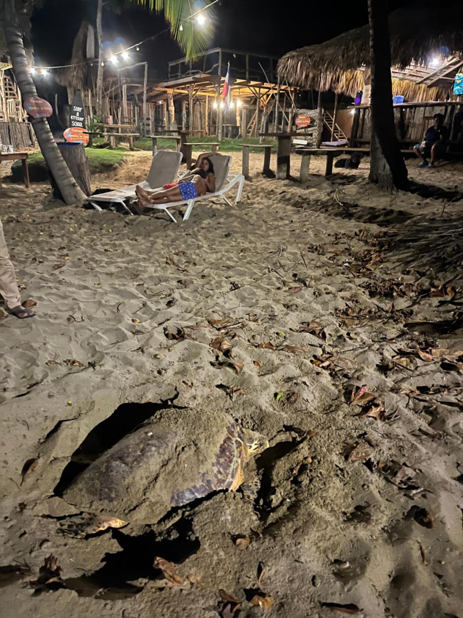 Cabarete Maravilla Eco Lodge Boutique Beach Surf Encuentro, Kite, By Aa Crypto Group المظهر الخارجي الصورة